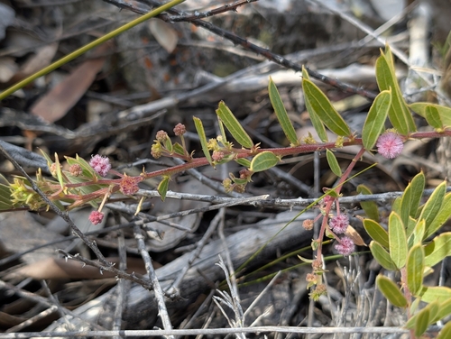 Acacia purpureapetala, 2026-08-26
