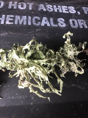 Ramalina fraxinea