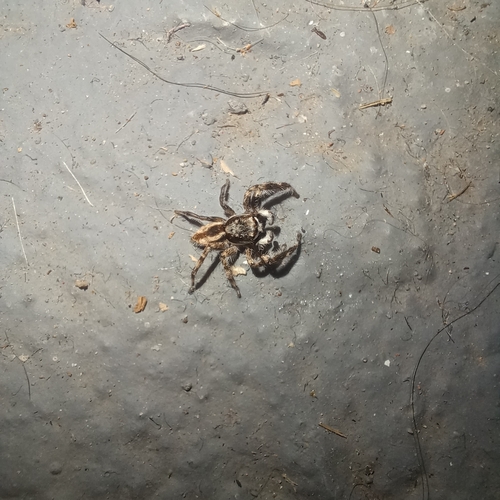 Gray Wall Jumping Spider