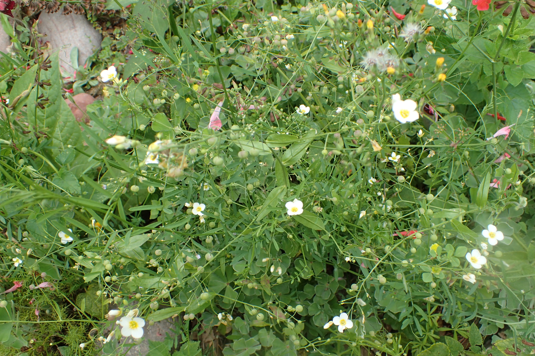 Physaria pallida