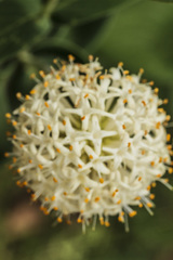 Pimelea ligustrina