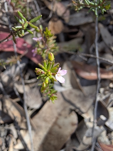Zieria aspalathoides observed 2026-08-26
