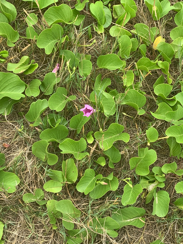Ipomoea pes-caprae observed 2026-08-03