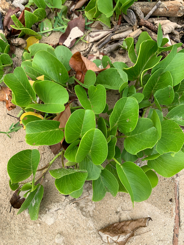 Ipomoea pes-caprae observed 2026-08-03