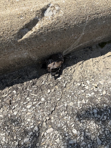 Northern Hoary Bat observed by jemily_thompson9