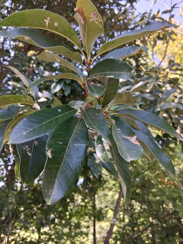 shingle oak