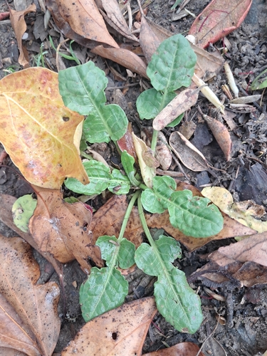 Rumex pulcher, photograph 4