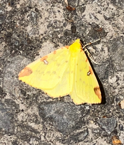 Brimstone Moth