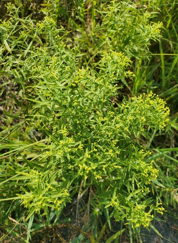 Euthamia leptocephala