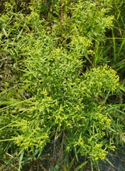 Euthamia leptocephala