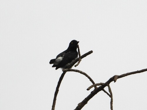 iNaturalist image