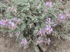 Astragalus andersonii