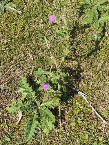 Bull Thistle