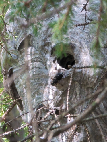 Bald-faced Hornet