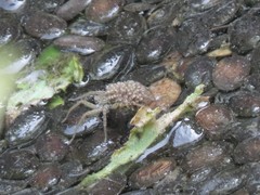 Pardosa pseudoannulata