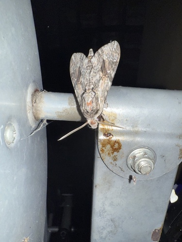 Convolvulus Hawkmoth