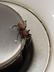 Castianeira alteranda