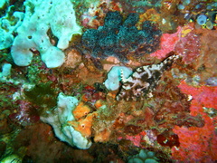 Acrozoanthus australiae