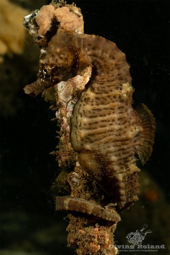 Short-snouted Seahorse, Netherlands, photo 8 of 10