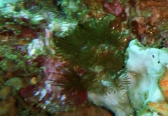 Acrozoanthus australiae