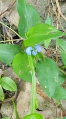 Commelina diffusa diffusa