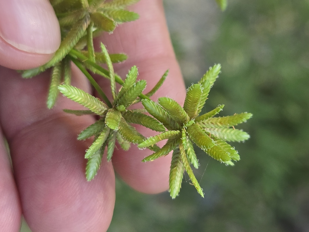 Cyperus ochraceus; photograph author not stated, no rights reserved