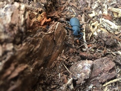 Iphthiminus serratus