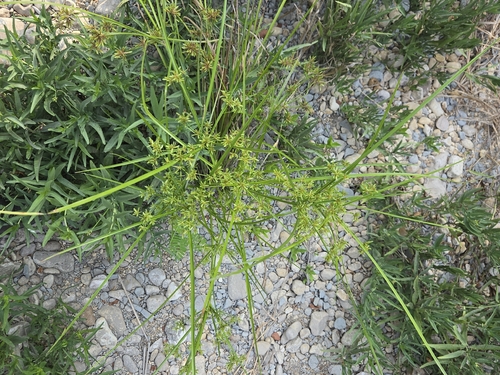 Cyperus ochraceus, photograph 4