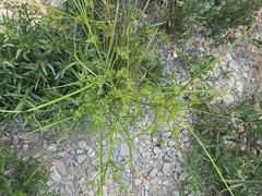 author not stated, no rights reserved Cyperus ochraceus, photograph author not stated, no rights reserved