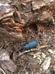 Iphthiminus serratus