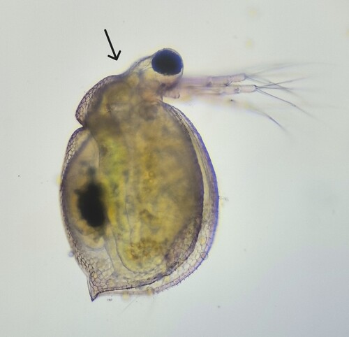 Ceriodaphnia reticulata