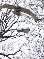 Buteo jamaicensis