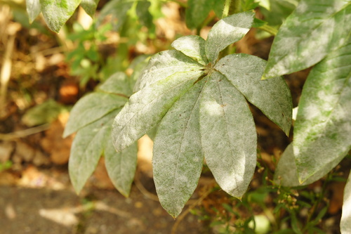 Erysiphe radulescui
