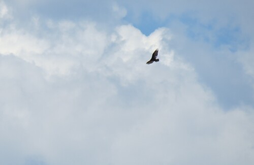 Turkey Vulture