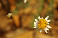 Rhodanthe anthemoides