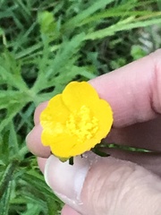 Ranunculus acris