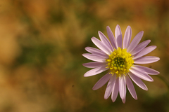 Brachyscome multifida