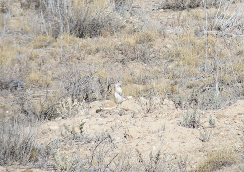 White-tailed Antelope Squirrel