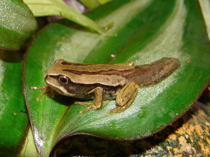 Dunn's Marsupial Frog