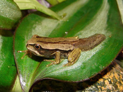 Dunn's Marsupial Frog photo 1