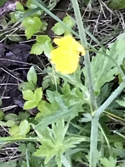Ranunculus acris