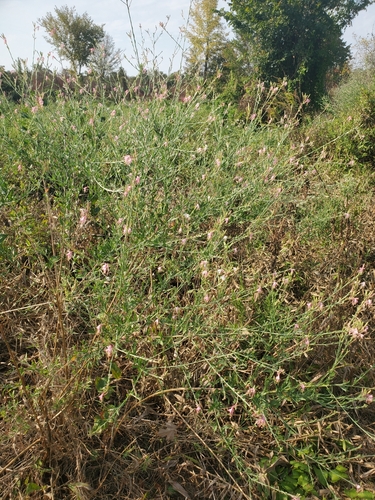 Oenothera filiformis, photograph 6