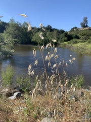 Avena fatua
