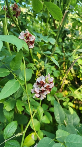 American groundnut