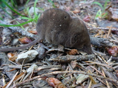 Sorex sonomae
