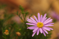 Brachyscome multifida