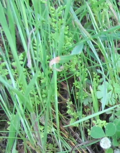 Anogramma leptophylla, photograph 4