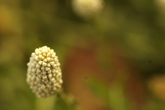 Calocephalus lacteus