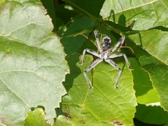 Arilus cristatus