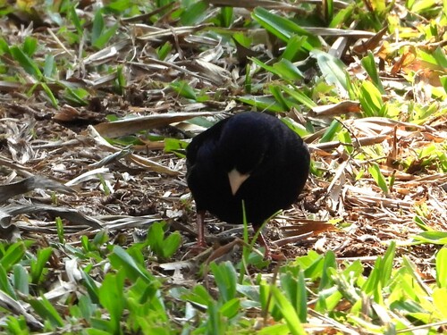 iNaturalist image